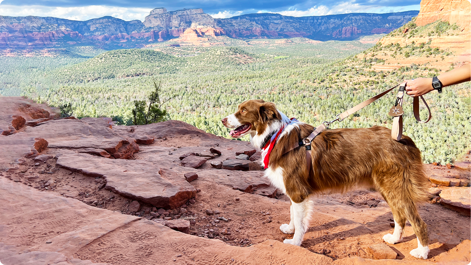 A Guide to Sustainable Dog Ownership