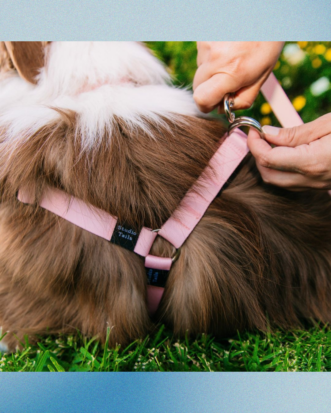 Sakura Pink Harness Walk Set