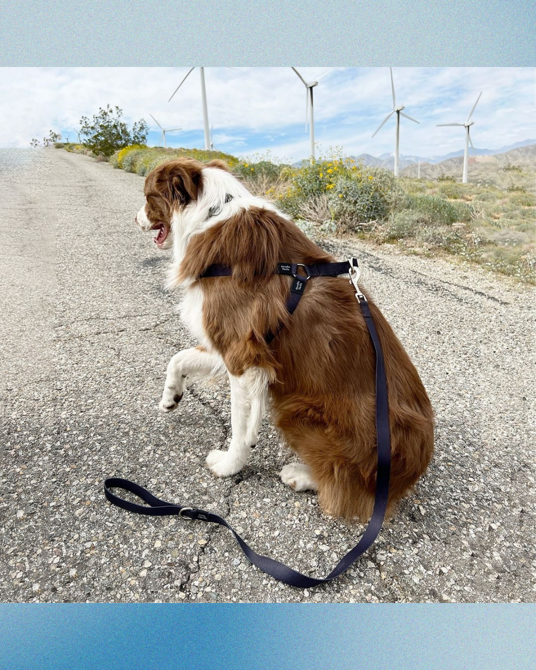 Obsidian Harness Walk Set