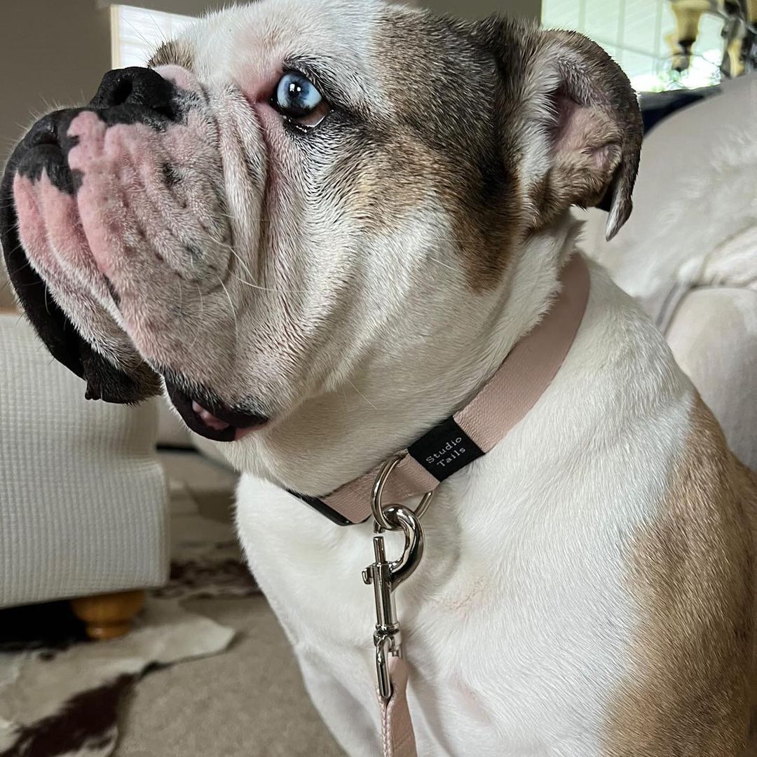 Beige Collar